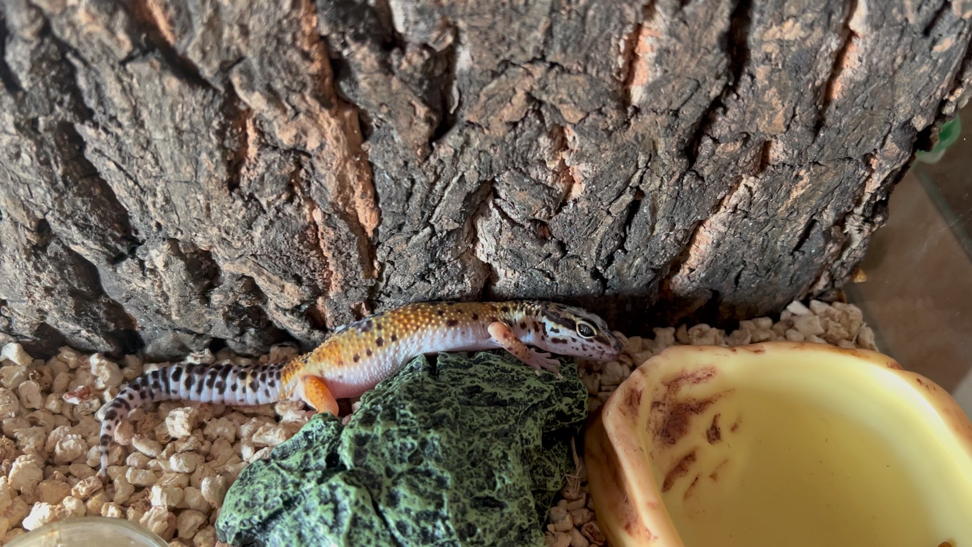 豹纹守宫蜕皮剩头上最后一块蹭不下来!好像帮它啊!