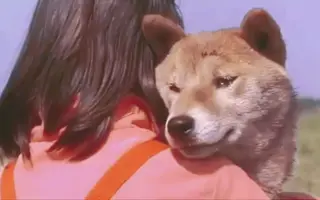 マリと子犬の物语 搜索结果 哔哩哔哩 Bilibili