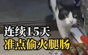 Скачать видео: 猫咪连续15天去超市偷火腿肠，只偷3块的