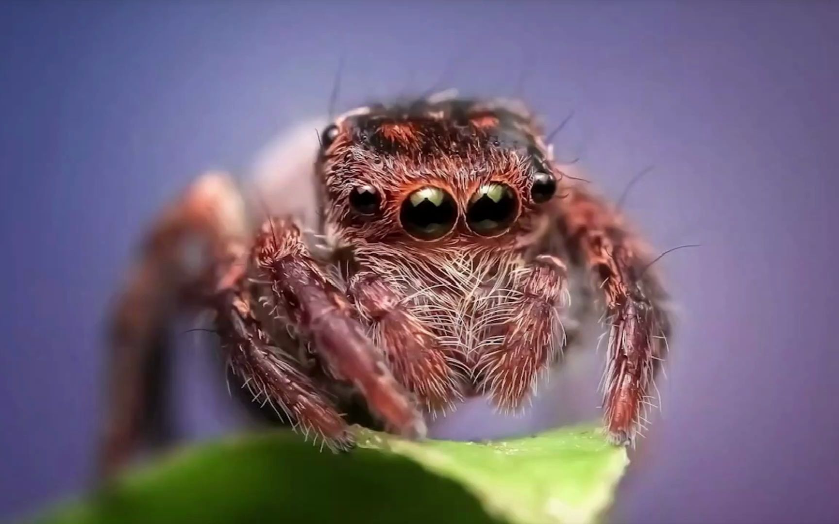 可以当宠物养的蜘蛛,你会养吗?