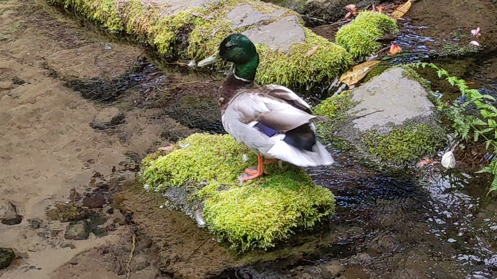 鸭公子拾掇自己_哔哩哔哩_bilibili