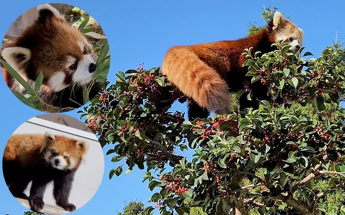 鯖江市西山動物園 小熊貓的日常 pt.13