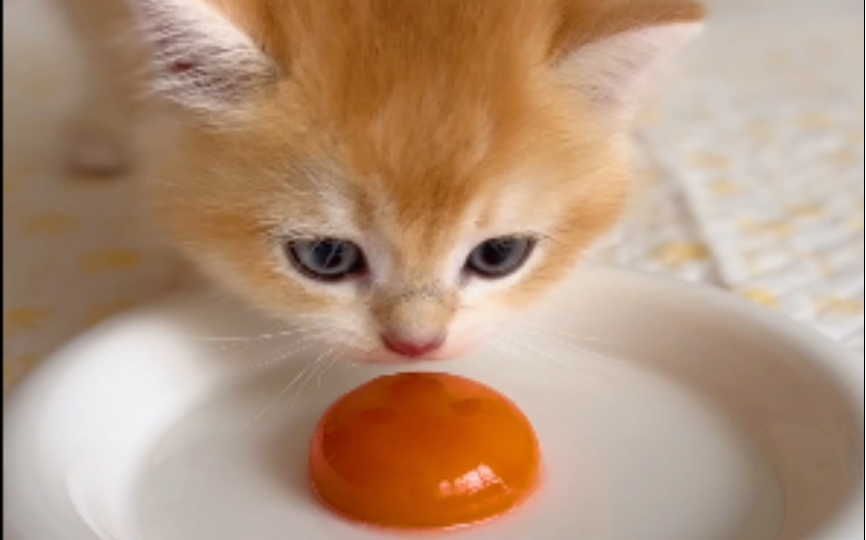 猫咪吃播| 来看三只小猫121秒吃蛋黄接力赛