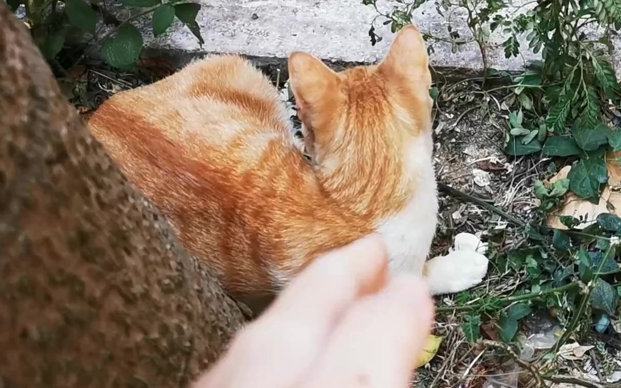 路边开了流浪猫猫草,伸出魔爪偷偷白嫖一朵_哔哩哔哩_bilibili