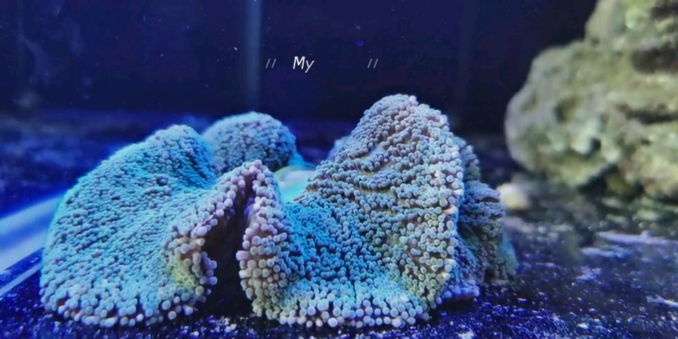 地毯海葵日常喂食