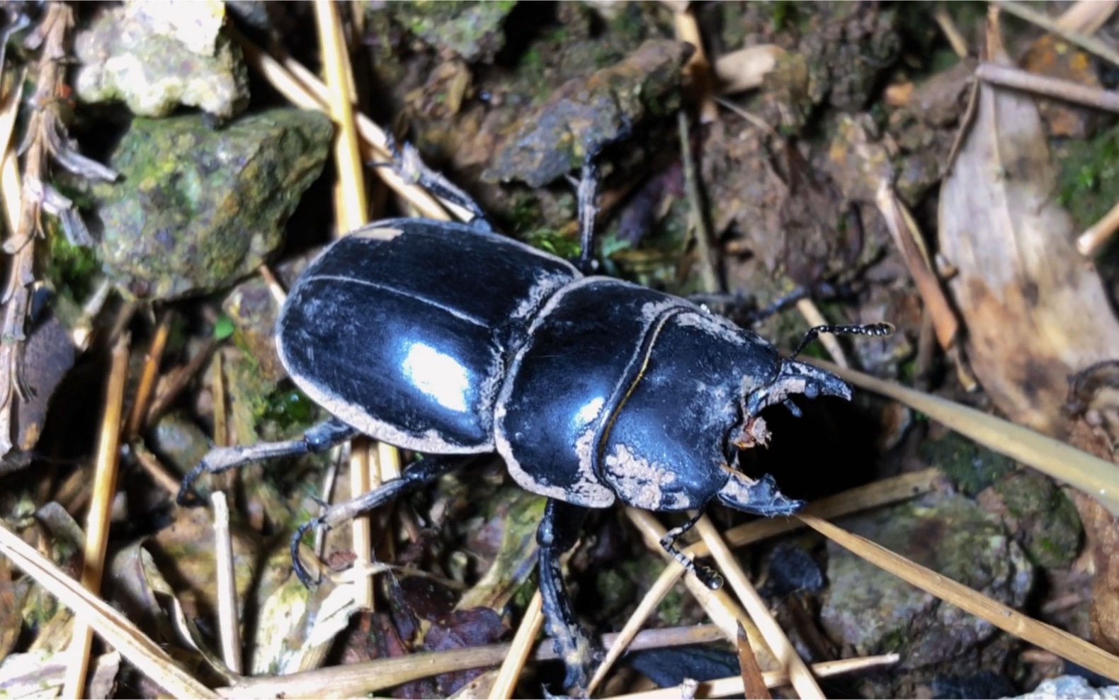 夜探偶遇黄麂天目之星楝星天牛超大竹节虫夜晚的保护区十分有意思惊喜