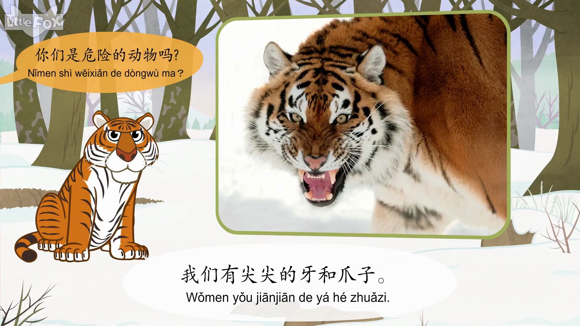 认识动物 13:东北虎 Animals  Chinese  By Little Fox哔哩哔哩bilibili