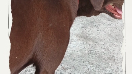 这个咖啡色的拉布拉多好好看