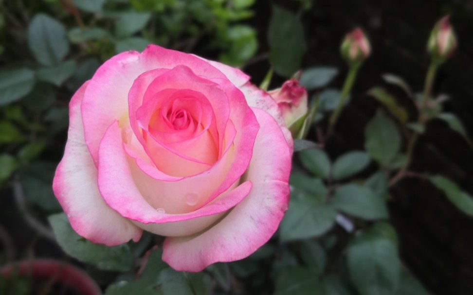 艾莎月季,甜蜜蜜