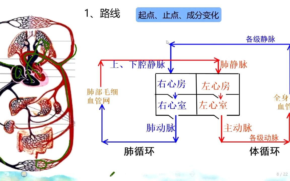 中考生物一轮复习血液循环哔哩哔哩bilibili