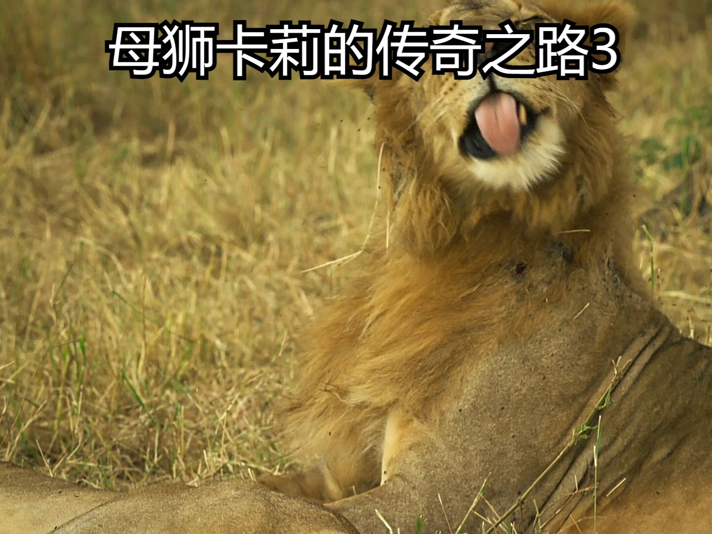 母狮卡莉的传奇之路3