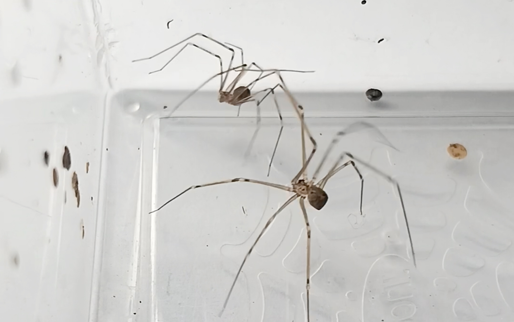 巨幽蛛幼体轻松逃脱环蛛控制