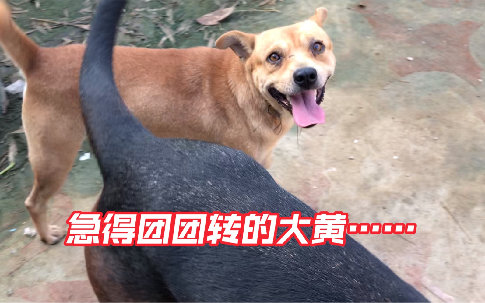 大红发情期到了大黄急得团团转