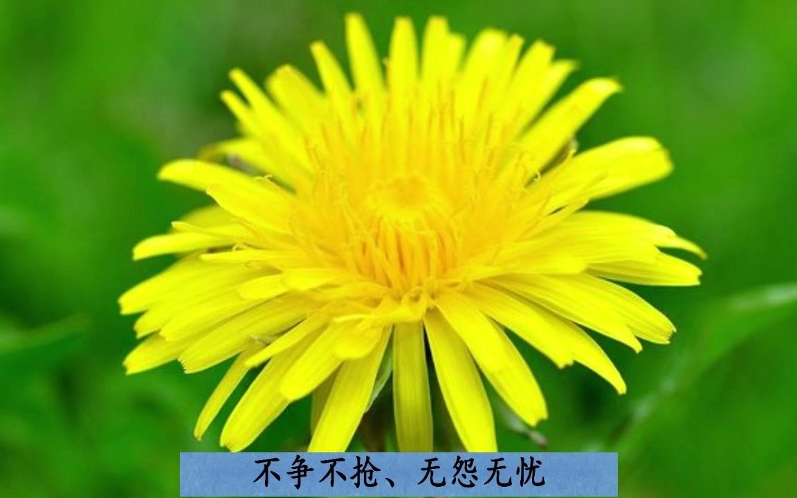 聆听花语——蒲公英(随遇而安的洒脱)哔哩哔哩bilibili