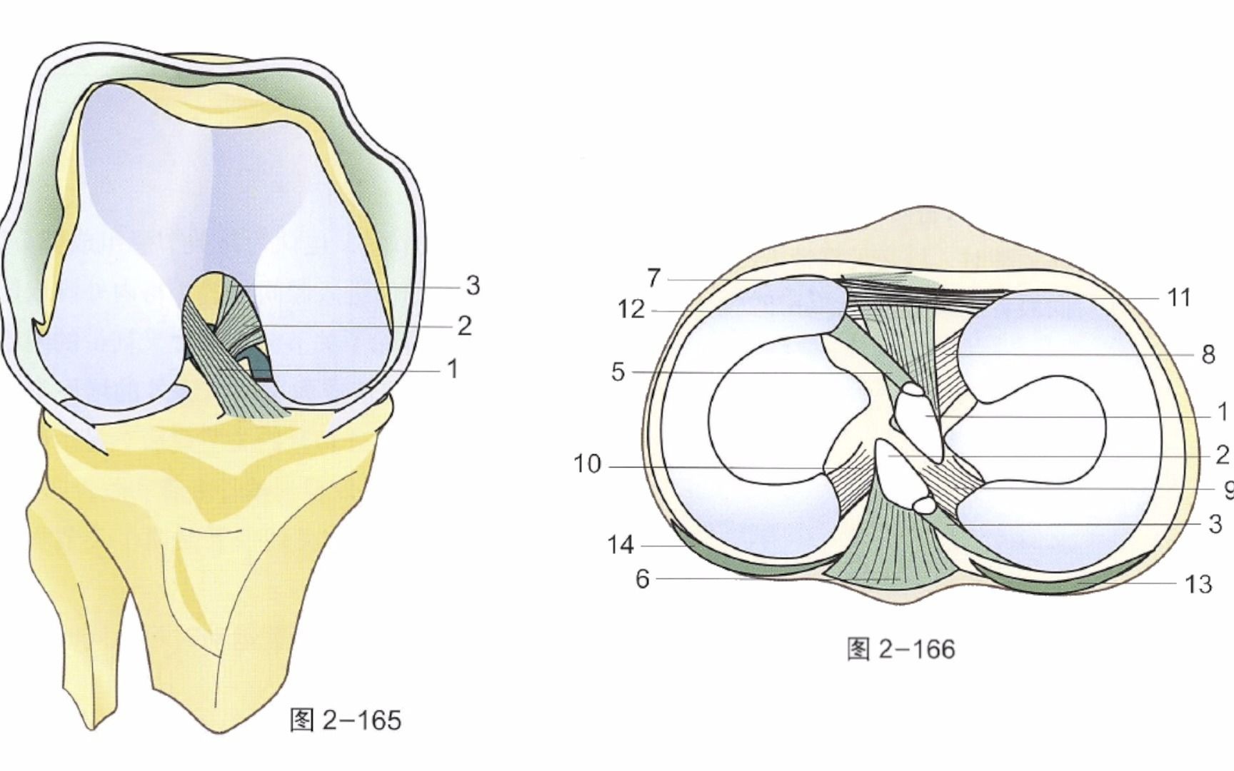 骨关节功能解剖学 膝关节的交叉韧带