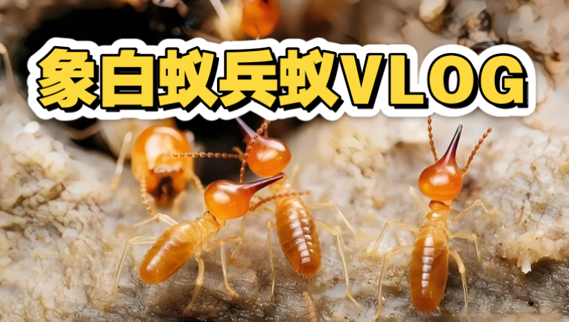 军训回归,象白蚁兵蚁记录!