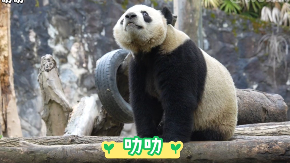 达达和心心都在一边睡觉觉,叻叻这无处安放的可爱眼神哦