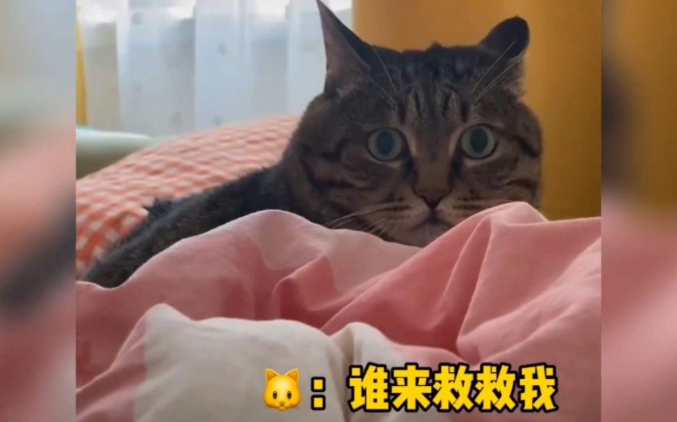 “猫猫我能怎么办,我也很无奈啊!”哔哩哔哩bilibili