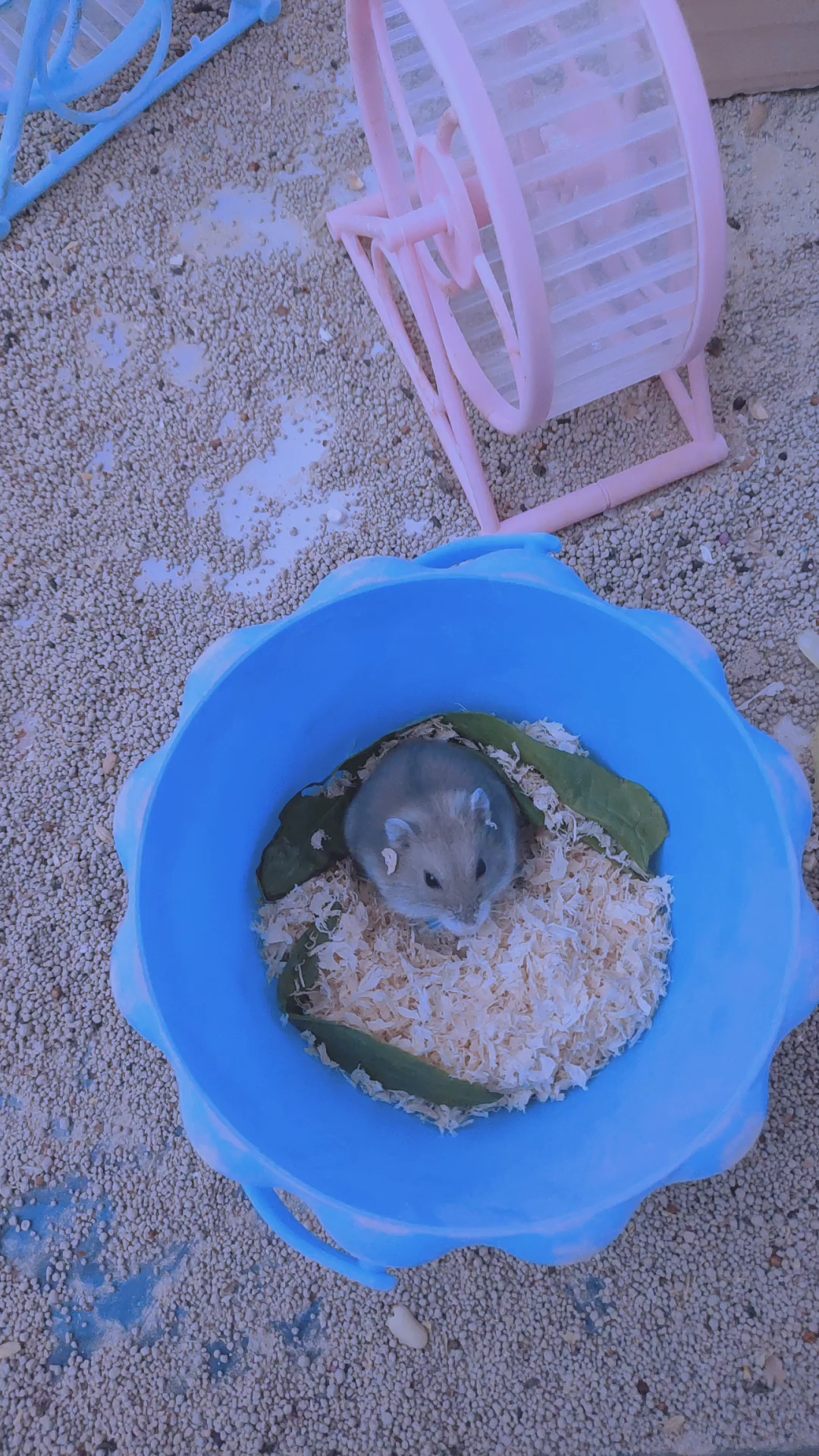 儿童乐园里头有仓鼠耶