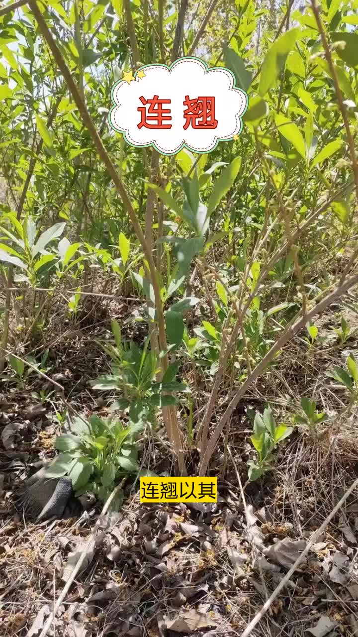 连翘种植基地,高品质保证,每株精心培育,艺术与自然的结合.确保每批草花,都经得起时间考验.欢迎来电 #重庆连翘种植基地 #湖南连翘小苗 #山东连...