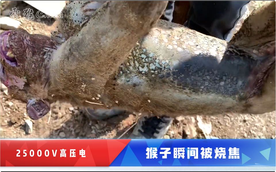 活动  猴子被25000v高压电击落,瞬间全身被烧焦,样子有点惨