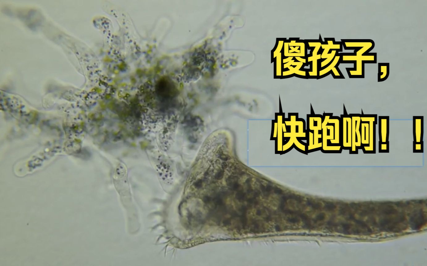 喇叭虫兄弟遭遇阿米巴虫,虎口逃生哔哩哔哩bilibili