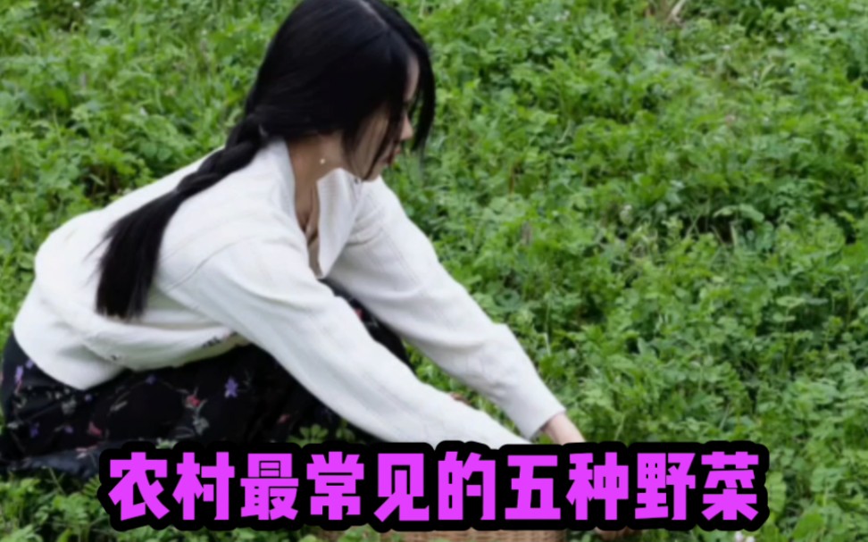 农村常见的五种野菜,比青菜好吃.哔哩哔哩bilibili