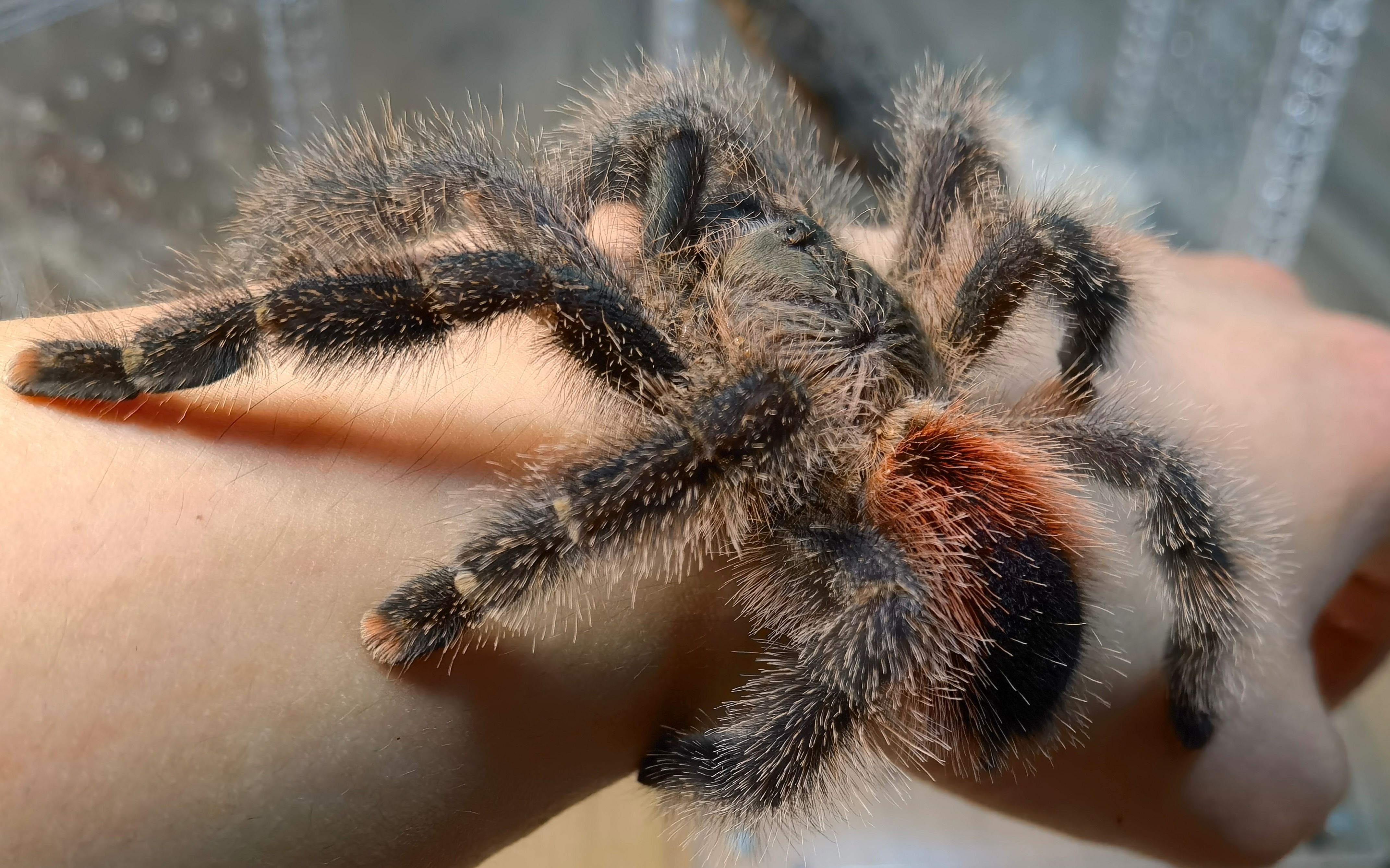 长大成了秘鲁紫——亚马逊马瑙斯粉趾换新家_哔哩哔哩_bilibili