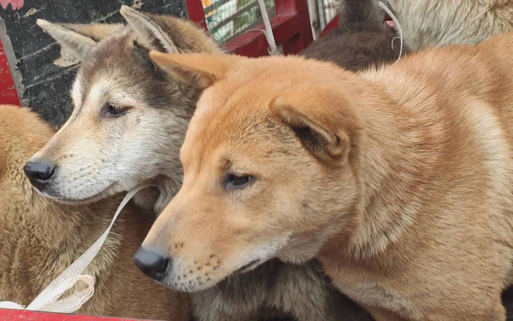 [图]老人卖一车狗，吃狗肉的给高价也不卖，底气是狗妈妈和土豪儿子