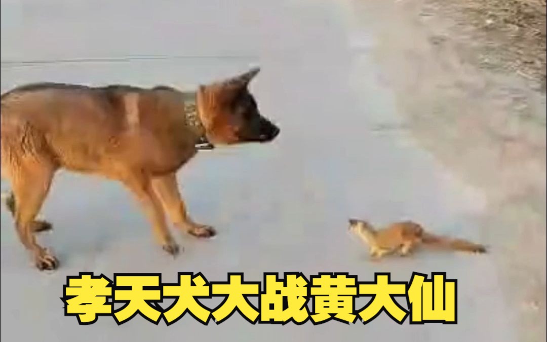 孝天犬大战黄大仙哔哩哔哩bilibili