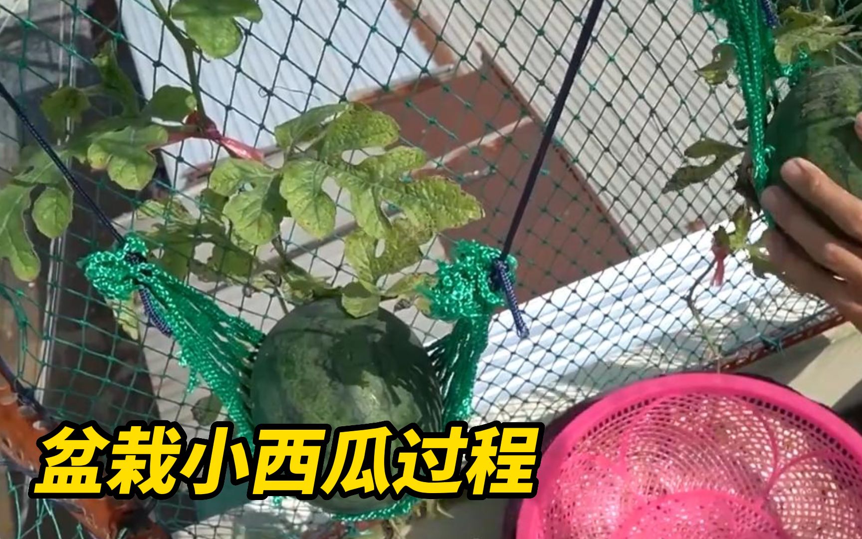 [图]如何在家盆栽小西瓜？从种子到成熟的种植过程，一看就会