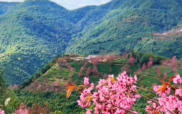 当北国银装素裹,雪落无声时,无量山的樱花谷却春意盎然,樱花烂漫,这里