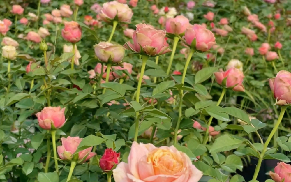 月季秋花实拍——永远的那不勒斯