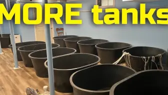 【养鱼达人】在我的地下室建一个金鱼农场