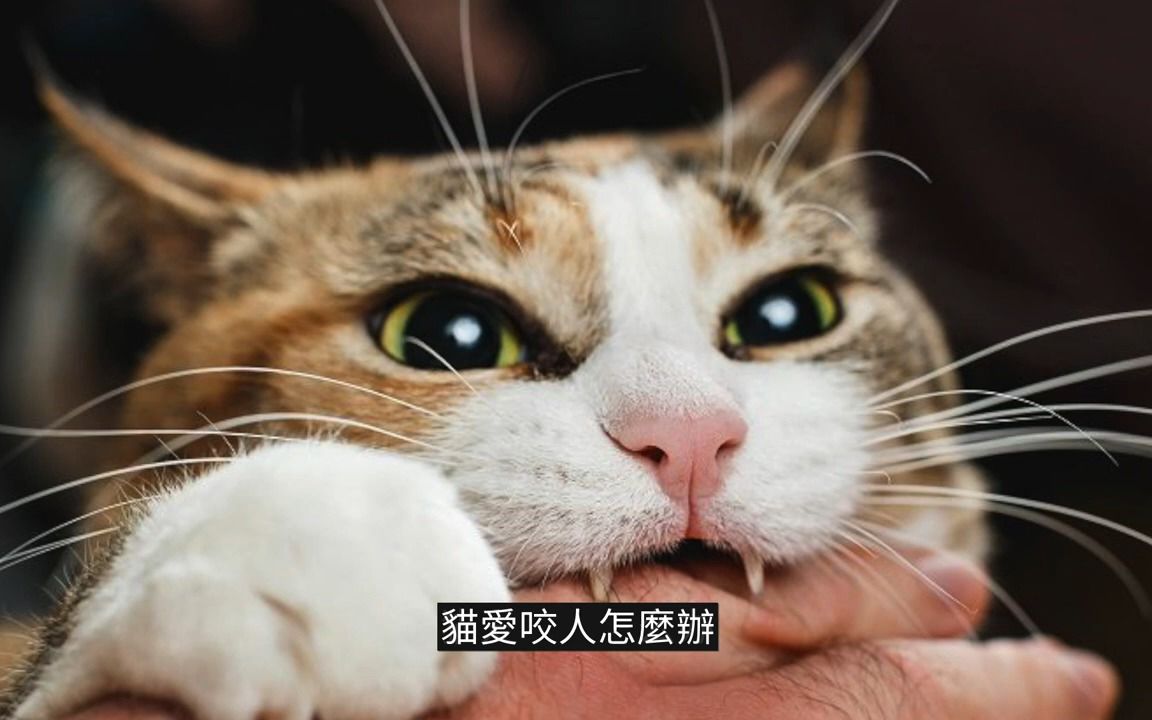 猫咪喜欢咬人一招制服它