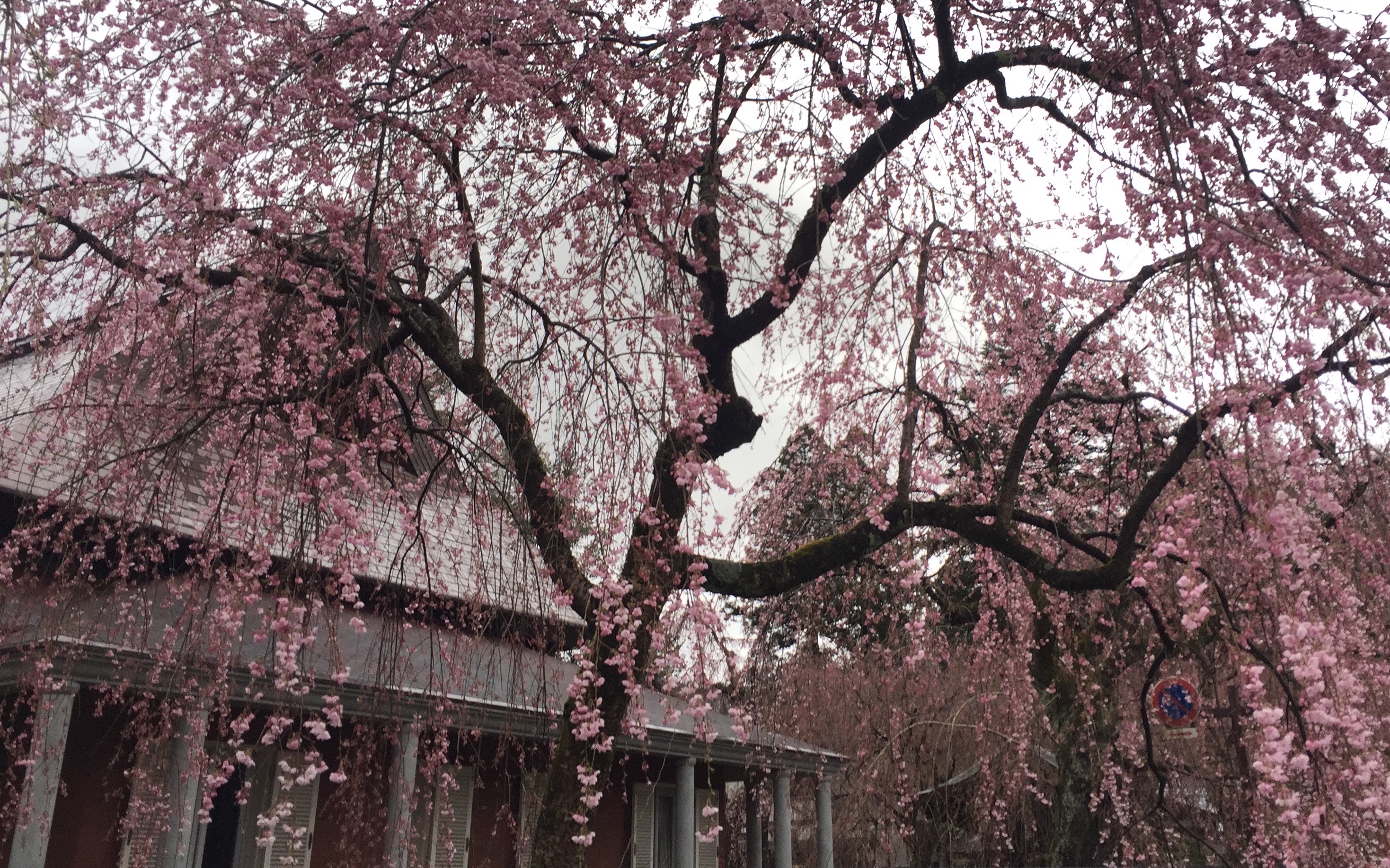 ceci的旅行日记 日本樱花之角馆青森,最美的武士旧居最美的樱花庭院