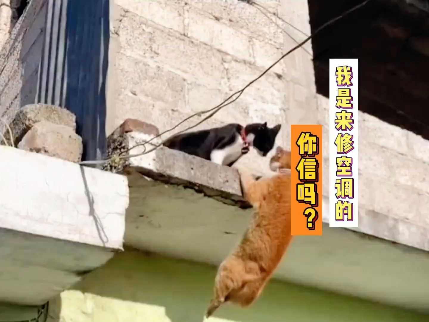 笑一遍笑得肚子疼动物搞笑日常视频搞笑动物配音我说我是来修空调的