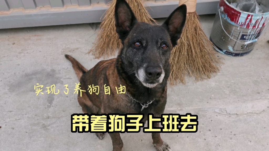 [图]城市禁养犬种的退休警犬，跟着小姐姐一起上班了，这是什么神仙单位