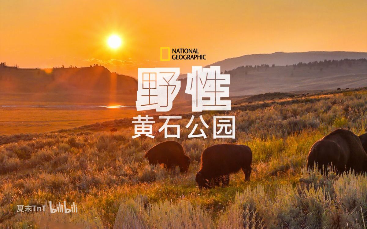 [图]野性黄石公园 中英双语字幕 全2集 Wild Yellowstone