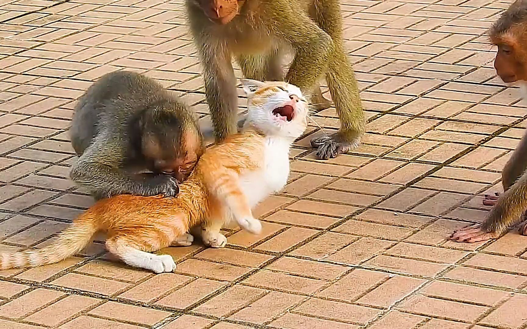 [图]被猴子欺凌的小橘猫太可怜了，每看一次就想送它邦邦几拳