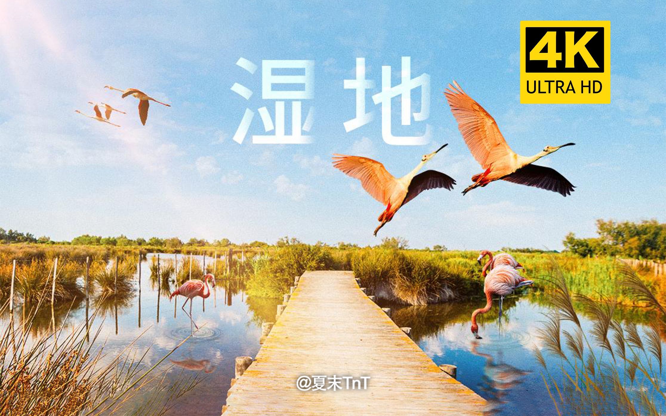 [图]【纪录片】《湿地》4K超清 中文字幕 Wetlands: The Legacy of Luc Hoffmann（2019）