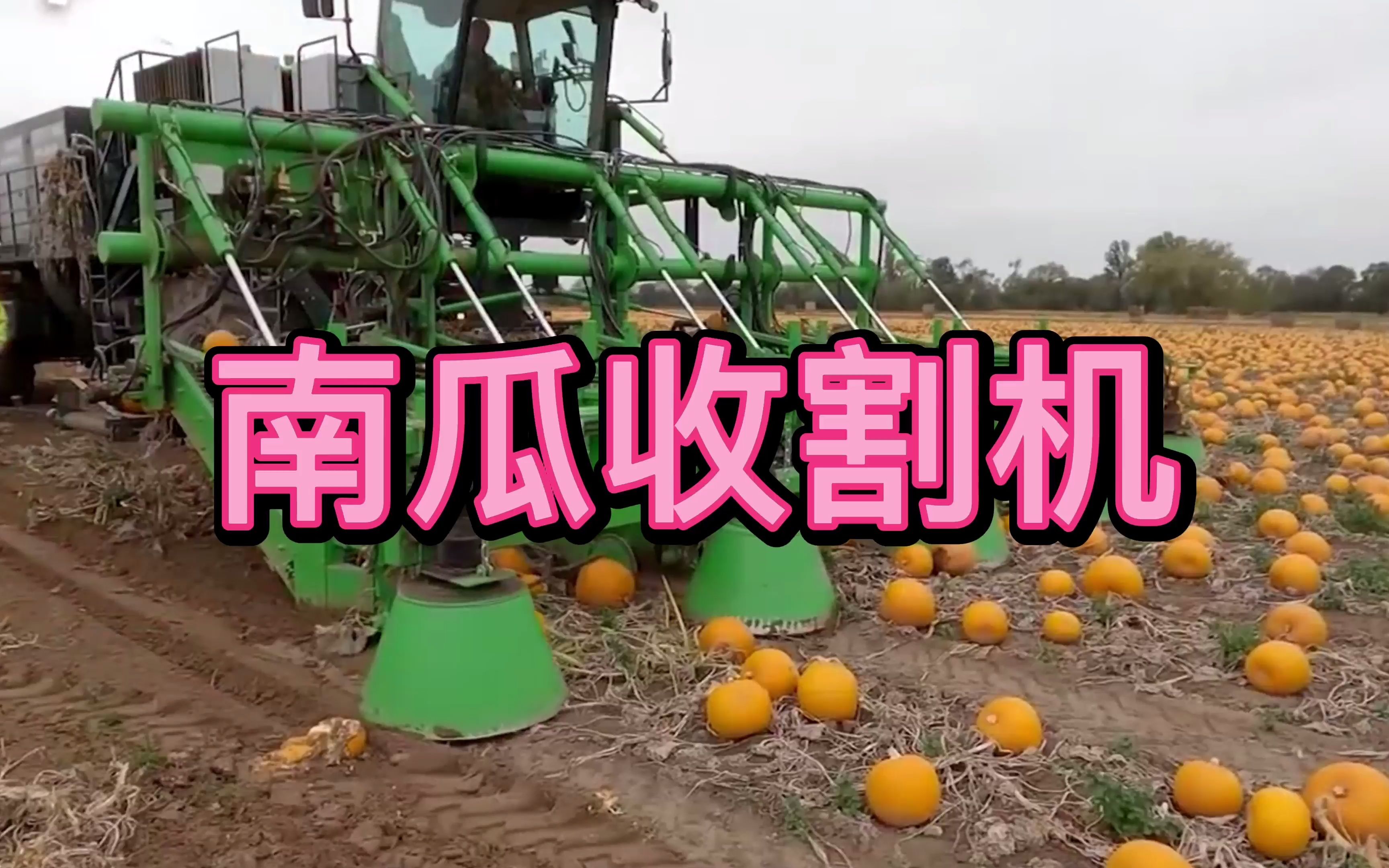 农民大哥做梦都想要的南瓜收割机