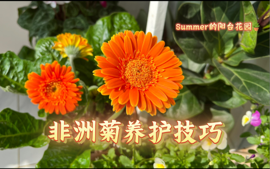 阳台花园𐟪𔩝ž洲菊养护技巧哔哩哔哩bilibili