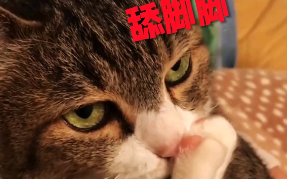 我很生气 我舔脚脚