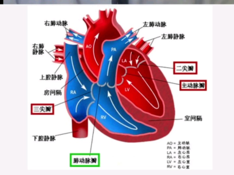 肺脏血管解剖图片