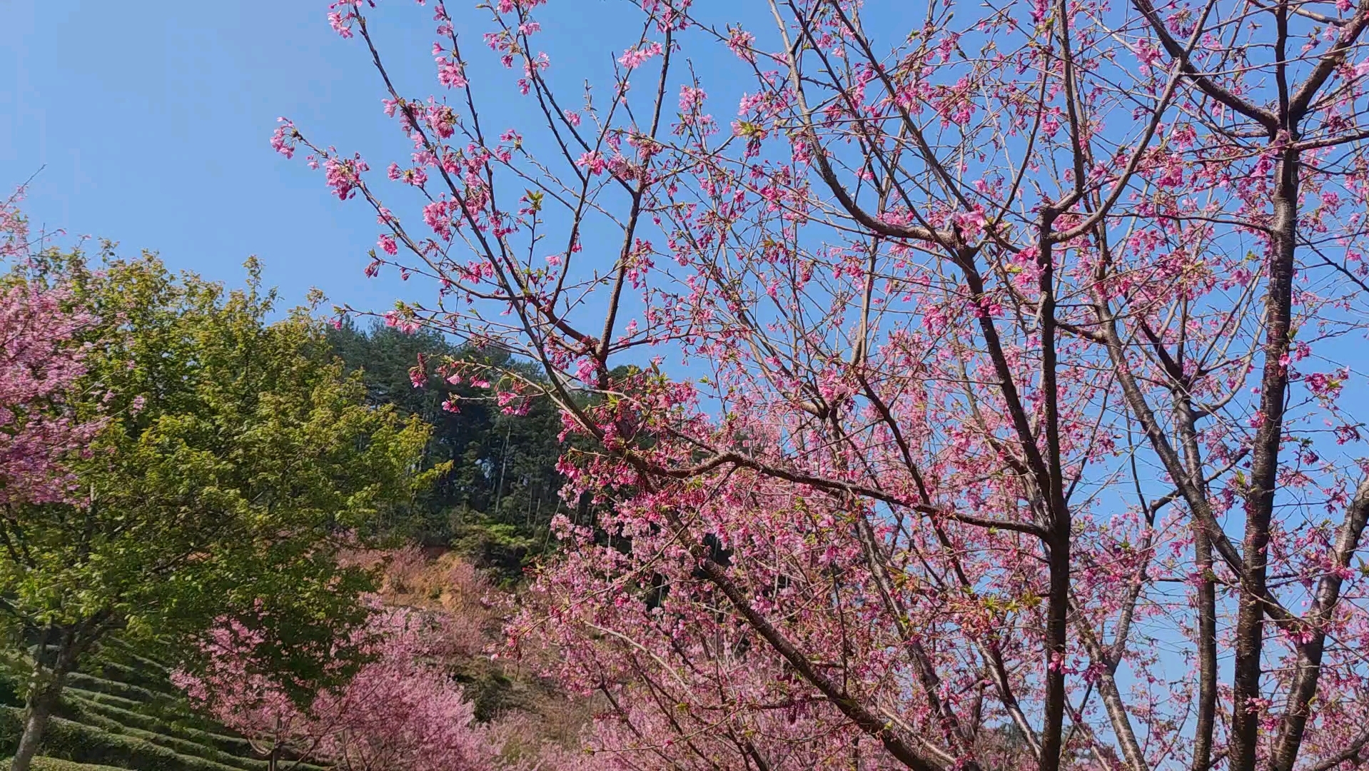 梅州灵光寺樱花图片