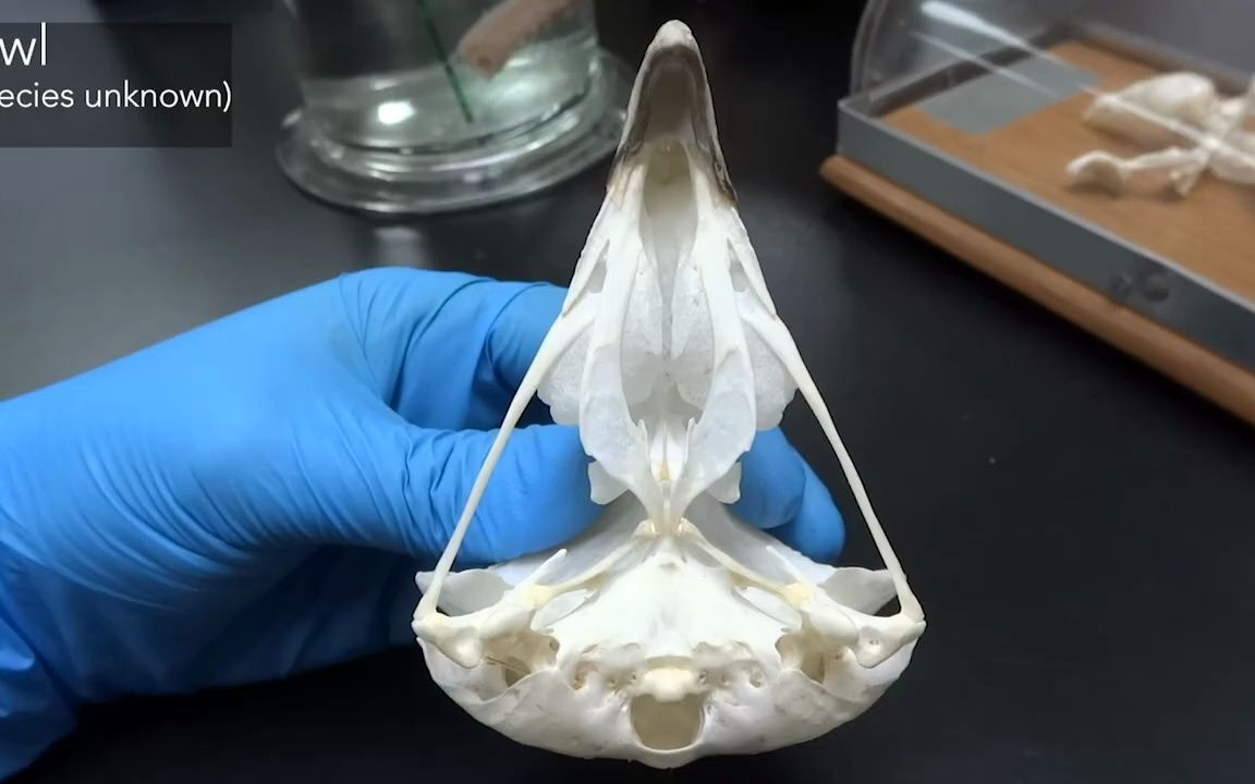 动物头骨-猫头鹰头骨观察