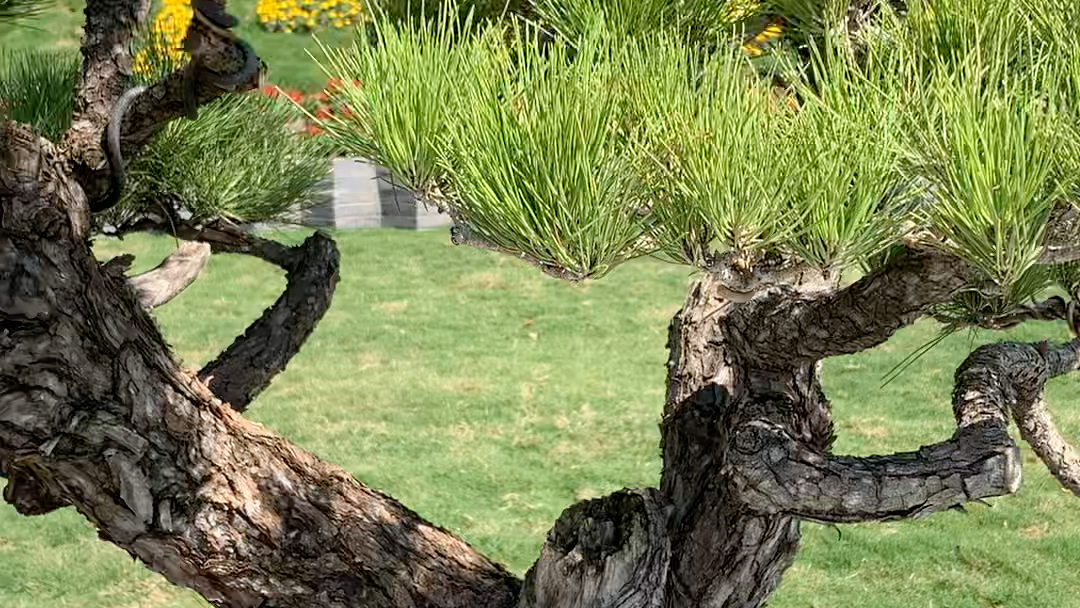 国产大黑松盆景,请大家欣赏