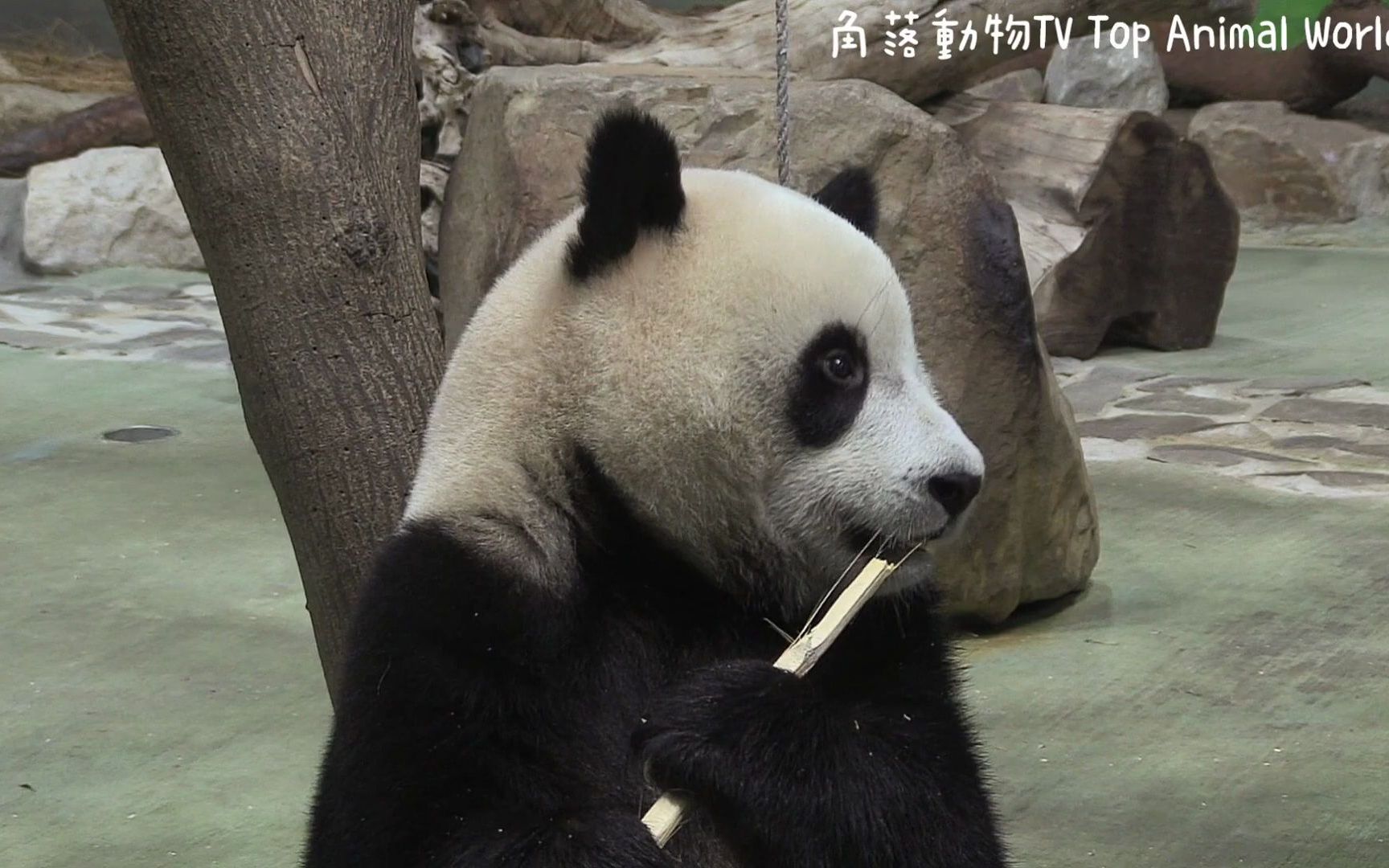 圆宝吃竹竿模样超可爱认真啃啃啃吃不停熊猫猫熊thegiantpandayuan