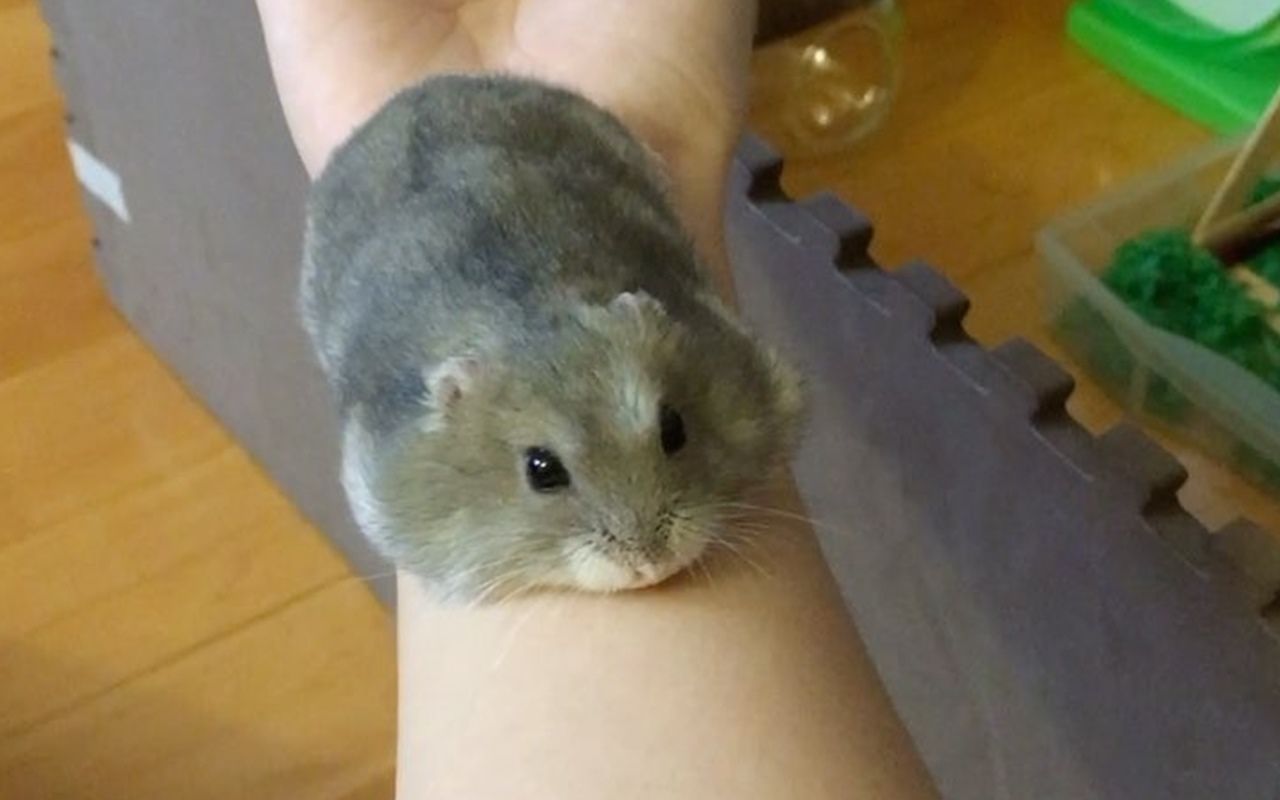 胖胖仓鼠在窄窄胳膊上努力保持平衡